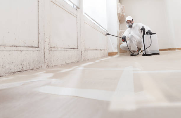 Black mold remediation team in Maple City